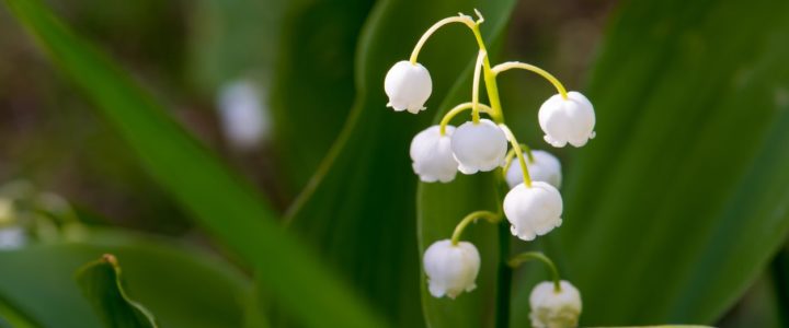 Berikut Manfaat Bunga Lily Of The Valley Buah Kesehatan!