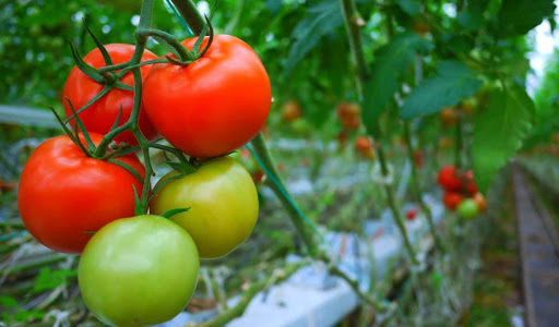 Manfaat Tomat Untuk Kecantikan, Bisa Bikin Awet Muda Juga