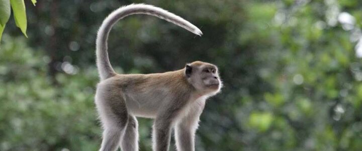 Cara Menjinakkan Monyet Liar Untuk di Pelihara
